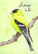 Oiseau color&eacute; pour dire bonjour avec tendresse